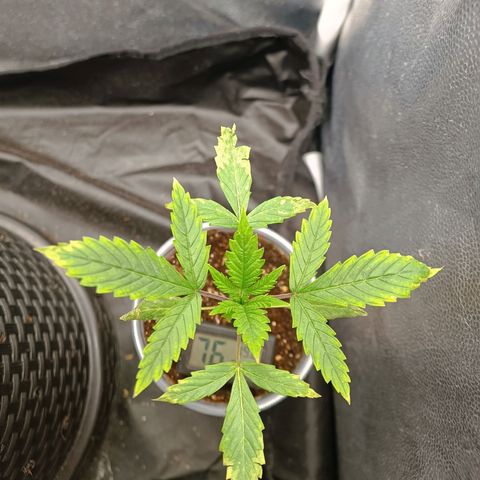 Lemon Kush growlog timeline photo