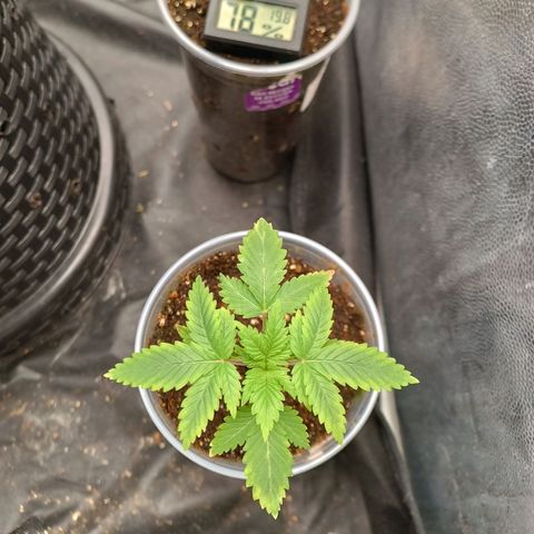 Tangie growlog timeline photo
