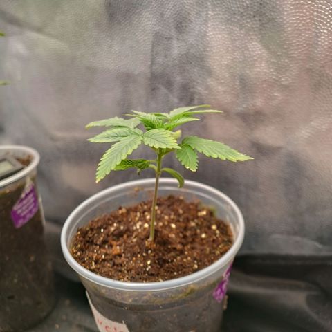 Tangie growlog timeline photo