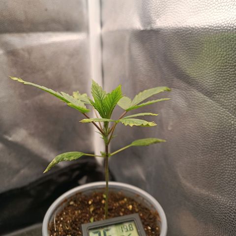 Lemon Kush growlog timeline photo