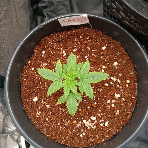 Tangie growlog timeline photo