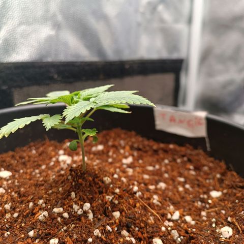 Tangie growlog timeline photo