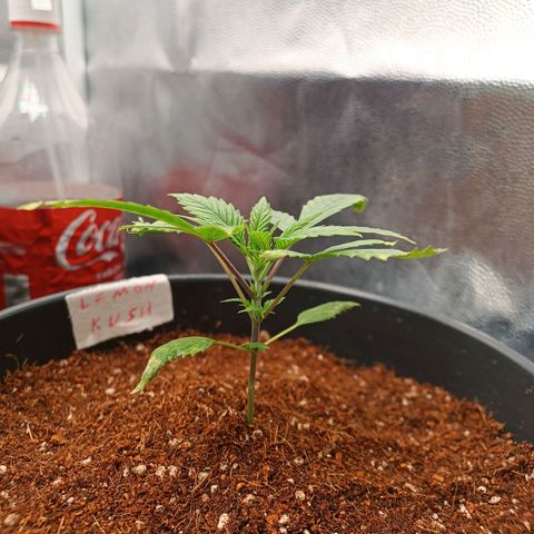 Lemon Kush growlog timeline photo