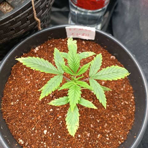 Lemon Kush growlog timeline photo