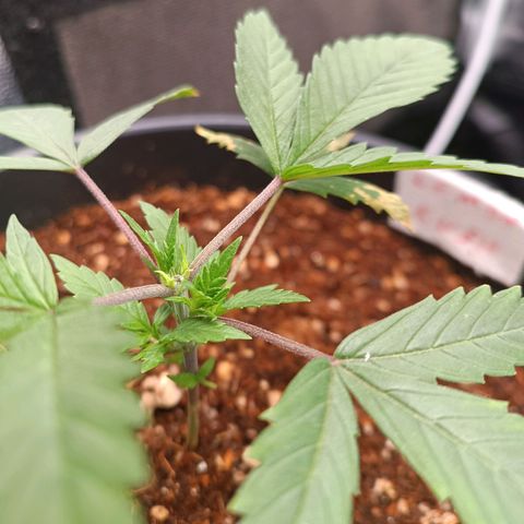 Lemon Kush growlog timeline photo