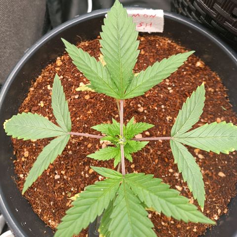 Lemon Kush growlog timeline photo
