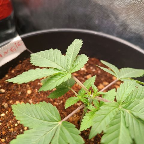 Tangie growlog timeline photo