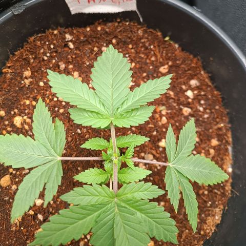 Tangie growlog timeline photo