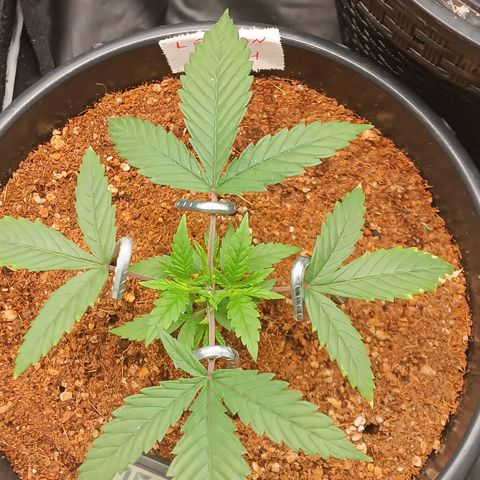 Lemon Kush growlog timeline photo
