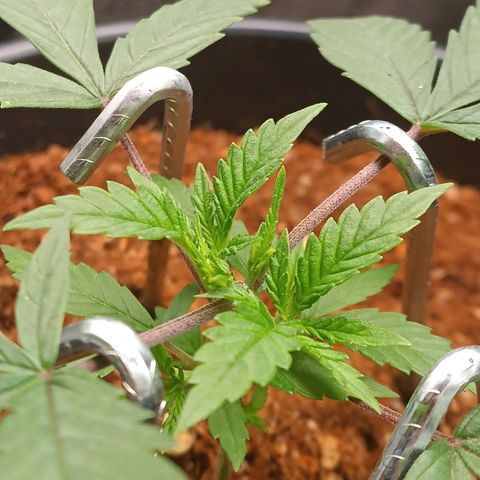 Lemon Kush growlog timeline photo