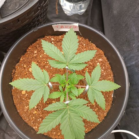 Tangie growlog timeline photo