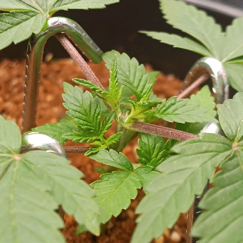 Tangie growlog timeline photo