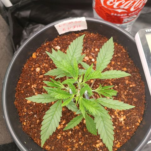 Lemon Kush growlog timeline photo