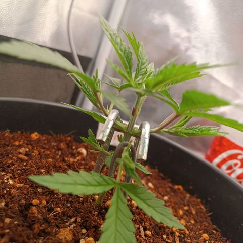 Lemon Kush growlog timeline photo
