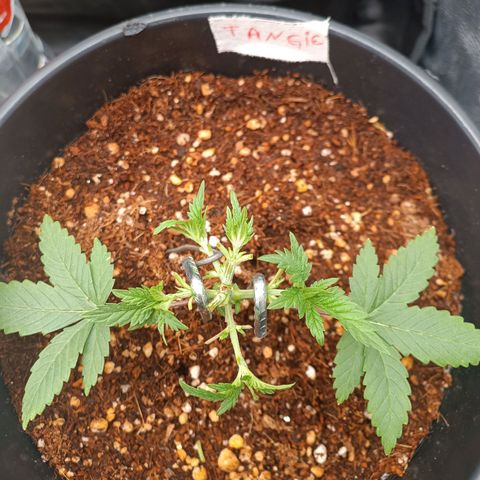 Tangie growlog timeline photo