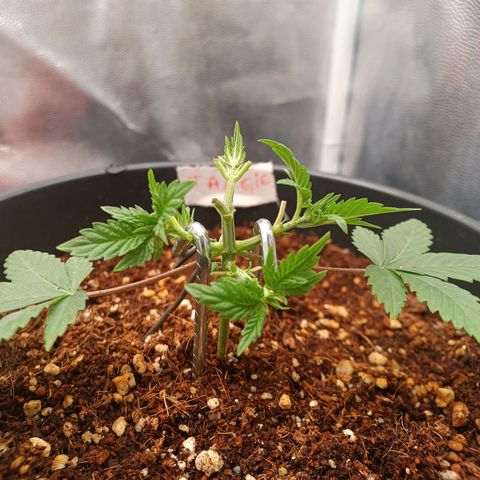 Tangie growlog timeline photo