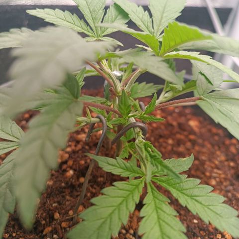 Lemon Kush growlog timeline photo