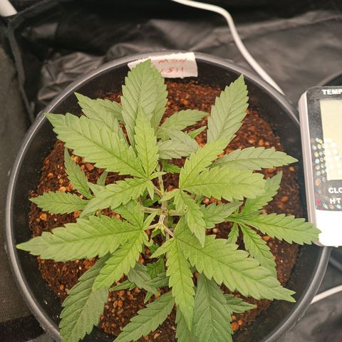 Lemon Kush growlog timeline photo