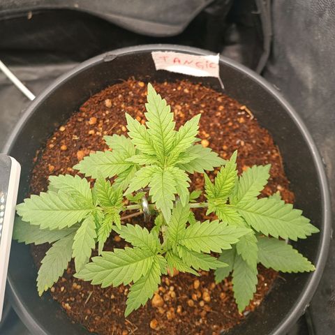 Tangie growlog timeline photo