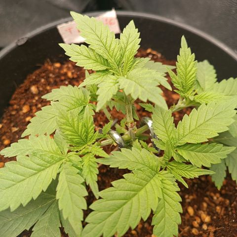 Tangie growlog timeline photo
