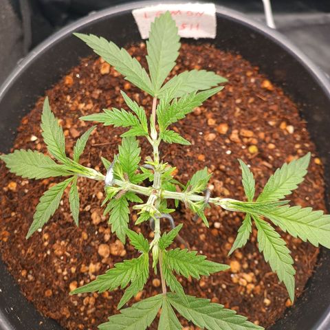 Lemon Kush growlog timeline photo