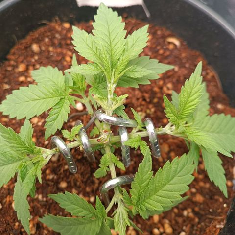 Tangie growlog timeline photo