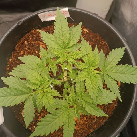 Tangie growlog timeline photo