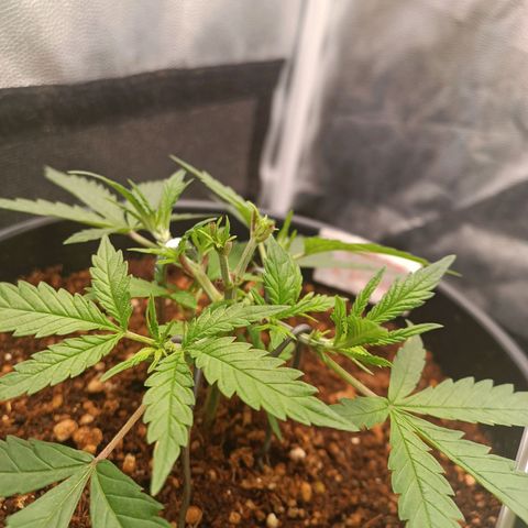 Lemon Kush growlog timeline photo