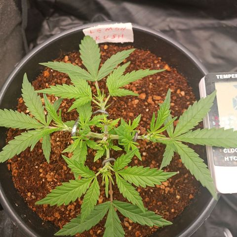 Lemon Kush growlog timeline photo