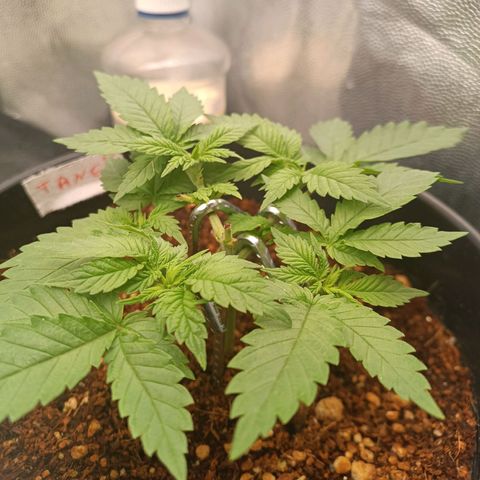 Tangie growlog timeline photo