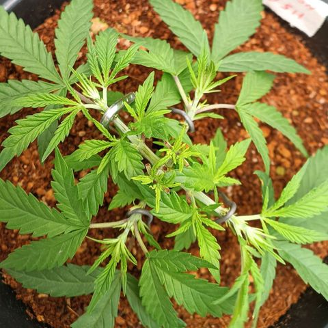 Lemon Kush growlog timeline photo