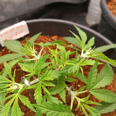 Lemon Kush growlog timeline photo