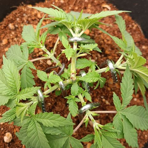 Tangie growlog timeline photo