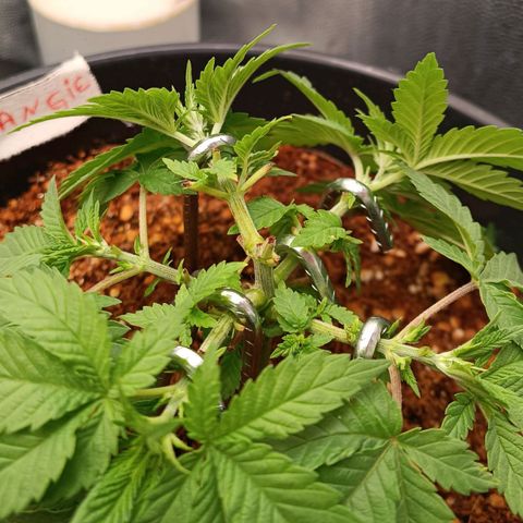 Tangie growlog timeline photo