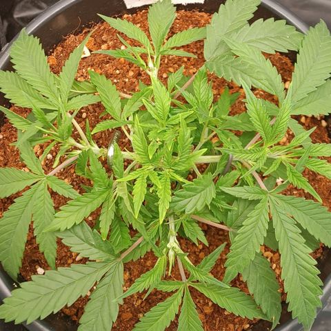 Lemon Kush growlog timeline photo
