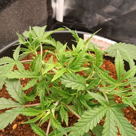 Lemon Kush growlog timeline photo