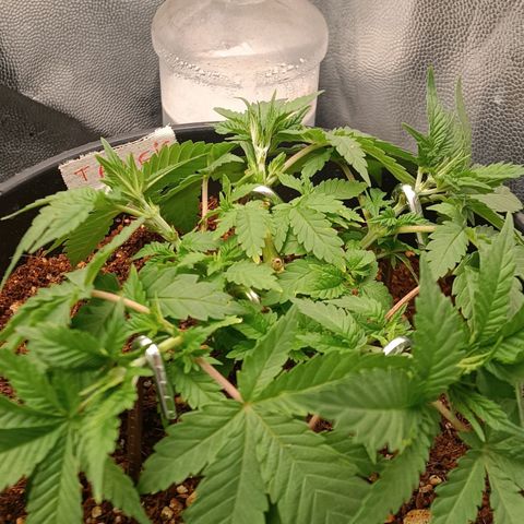 Tangie growlog timeline photo