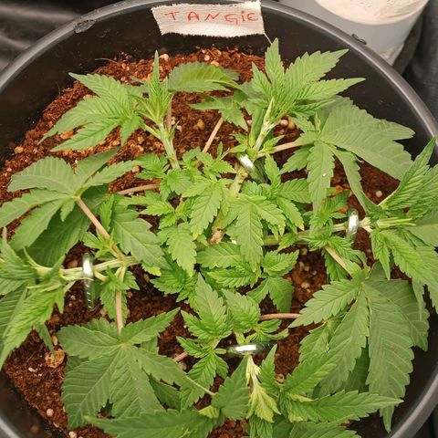 Tangie growlog timeline photo