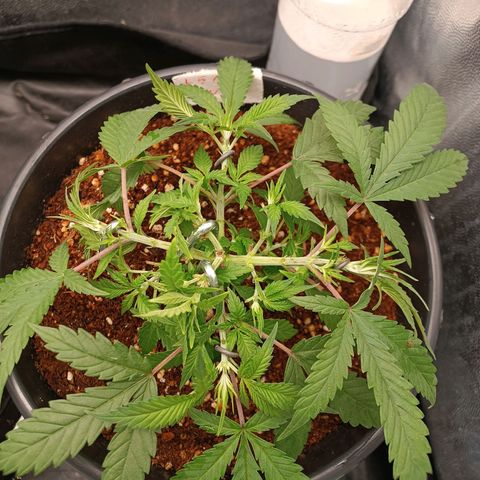 Lemon Kush growlog timeline photo