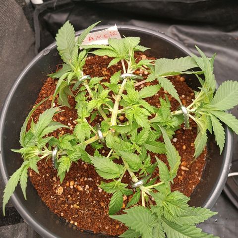 Tangie growlog timeline photo