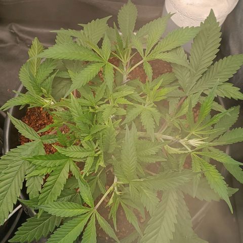 Lemon Kush growlog timeline photo