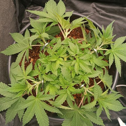 Tangie growlog timeline photo