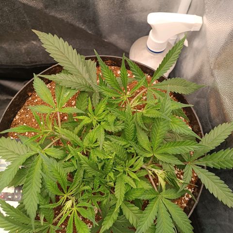 Lemon Kush growlog timeline photo