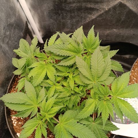 Tangie growlog timeline photo