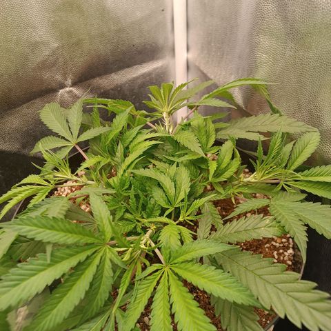 Lemon Kush growlog timeline photo