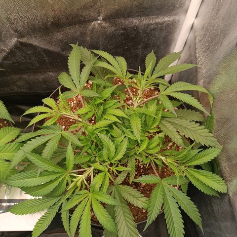 Lemon Kush growlog timeline photo