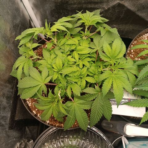 Tangie growlog timeline photo