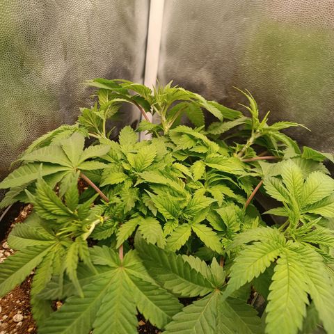 Tangie growlog timeline photo