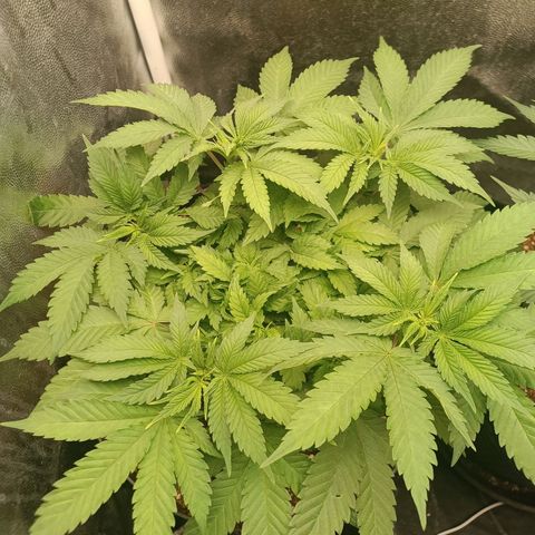 Tangie growlog timeline photo
