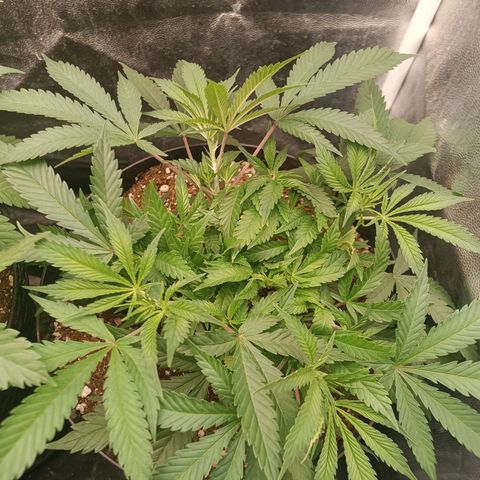 Lemon Kush growlog timeline photo